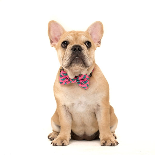 Big & Little Dogs Princess-asaurus Collar & Bow Tie