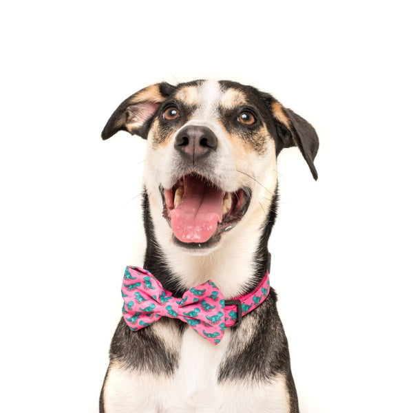 Big & Little Dogs Princess-asaurus Collar & Bow Tie