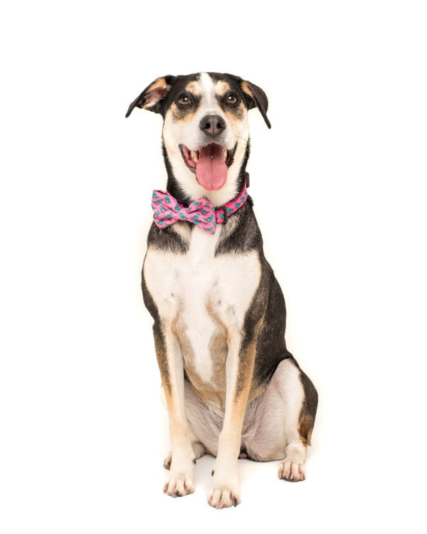 Big & Little Dogs Princess-asaurus Collar & Bow Tie