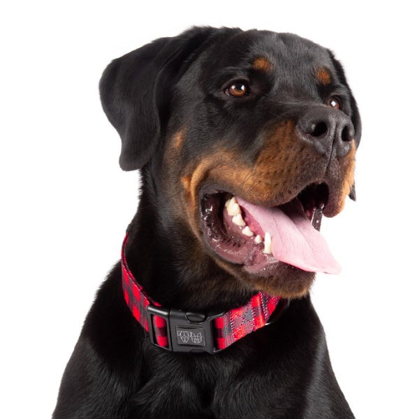 Big & Little Dogs Plaid to the Bone Collar & Bow Tie