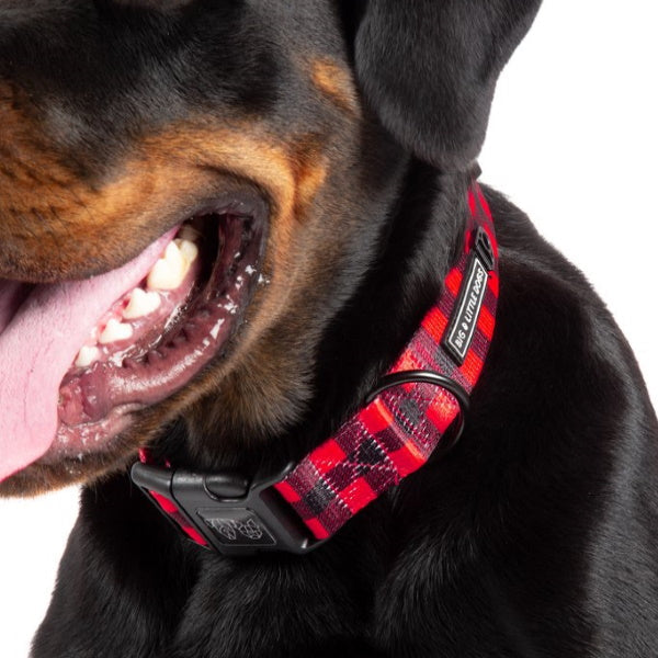 Big & Little Dogs Plaid to the Bone Collar & Bow Tie