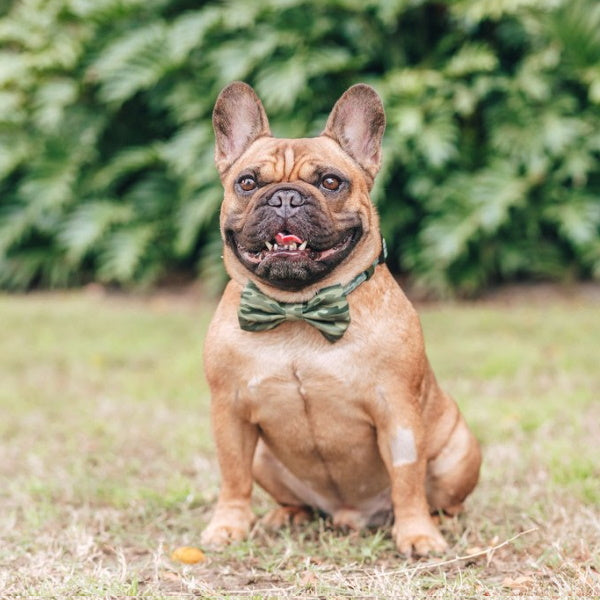 Big & Little Dogs Camouflaged Collar & Bow Tie