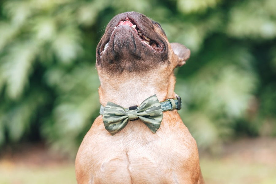Big & Little Dogs Camouflaged Collar & Bow Tie