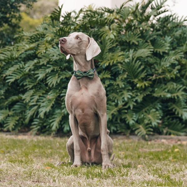 Big & Little Dogs Camouflaged Collar & Bow Tie