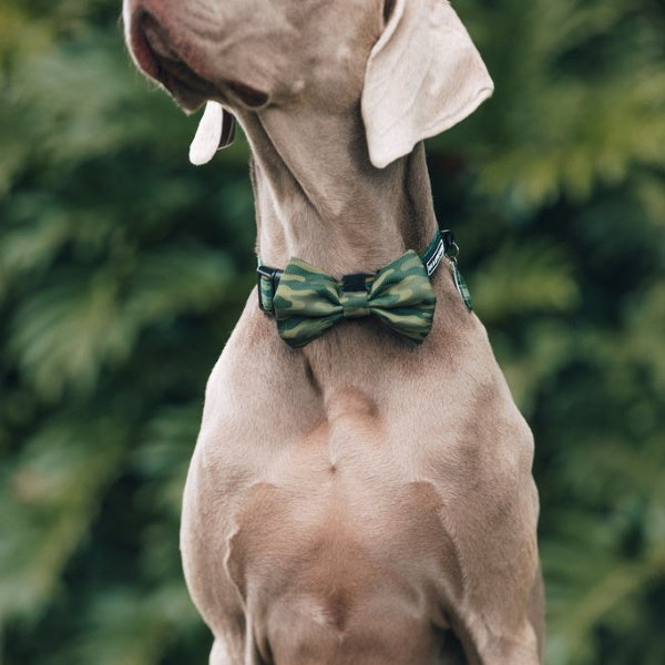 Big & Little Dogs Camouflaged Collar & Bow Tie