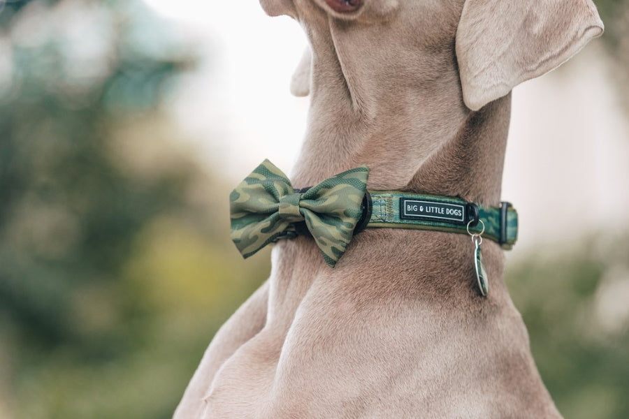Big & Little Dogs Camouflaged Collar & Bow Tie
