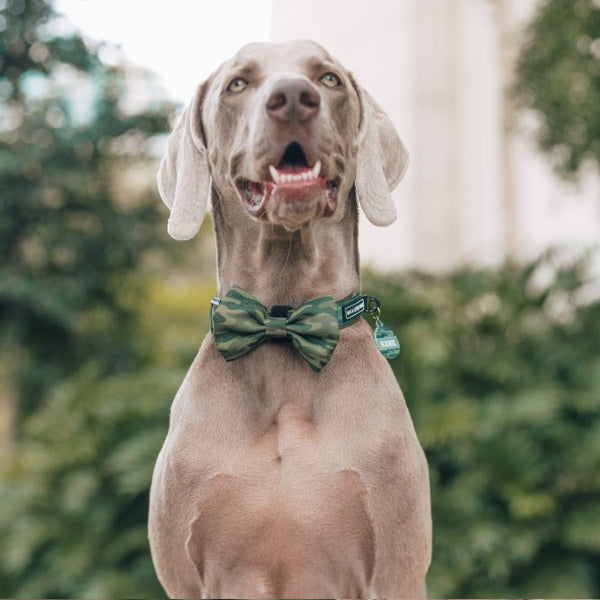 Big & Little Dogs Camouflaged Collar & Bow Tie