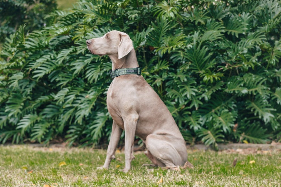 Big & Little Dogs Camouflaged Collar & Bow Tie