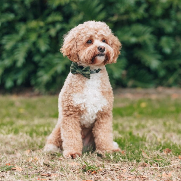 Big & Little Dogs Camouflaged Collar & Bow Tie