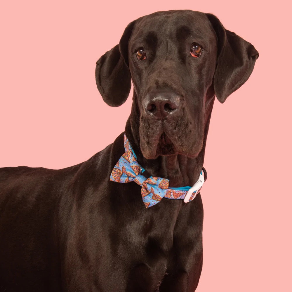 Big & Little Dogs Blue Fairy Bread Collar & Bow Tie