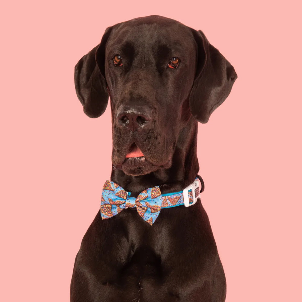 Big & Little Dogs Blue Fairy Bread Collar & Bow Tie