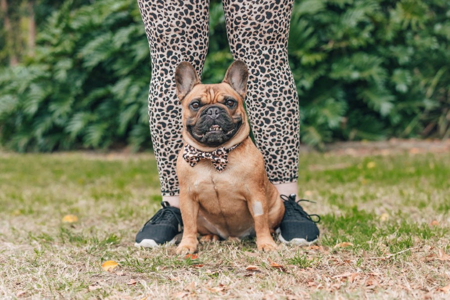Big & Little Dogs Luxurious Leopard Collar & Bow Tie