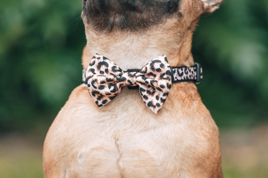 Big & Little Dogs Luxurious Leopard Collar & Bow Tie