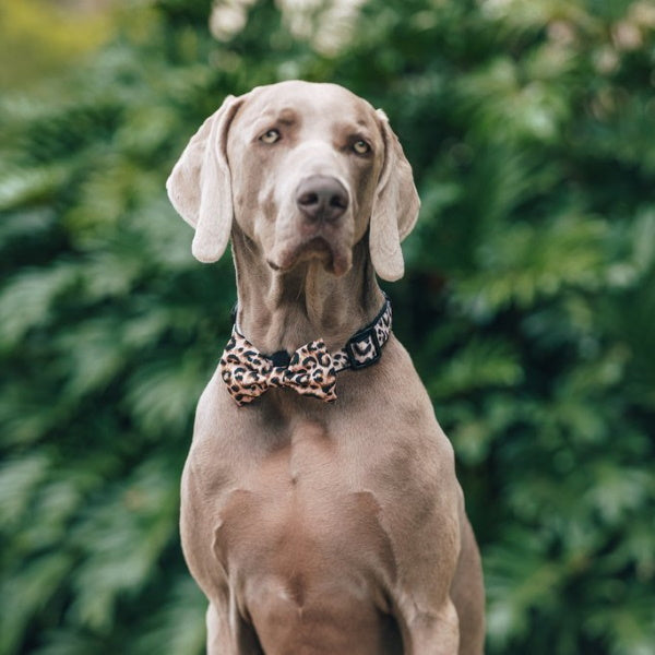 Big & Little Dogs Luxurious Leopard Collar & Bow Tie