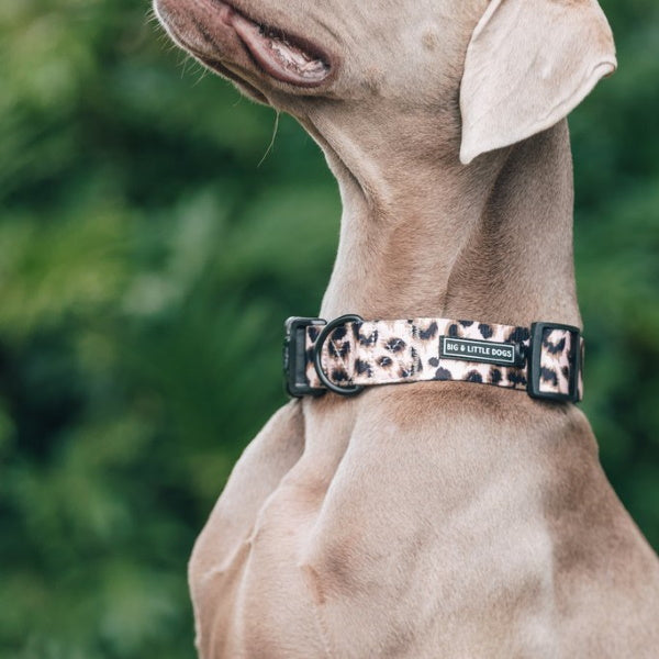 Big & Little Dogs Luxurious Leopard Collar & Bow Tie