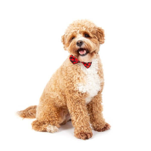 Big & Little Dogs Plaid to the Bone Collar & Bow Tie