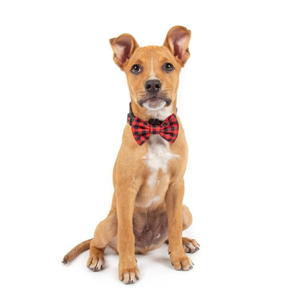 Big & Little Dogs Plaid to the Bone Collar & Bow Tie