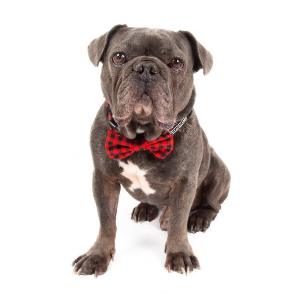 Big & Little Dogs Plaid to the Bone Collar & Bow Tie