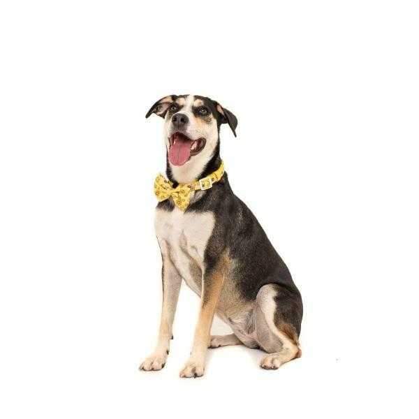 Big & Little Dogs Bee-Hiving Collar & Bow Tie