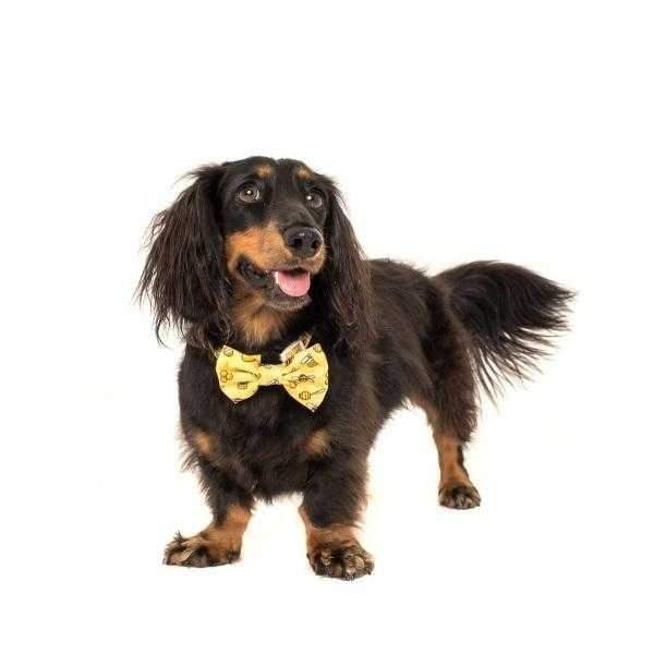 Big & Little Dogs Bee-Hiving Collar & Bow Tie