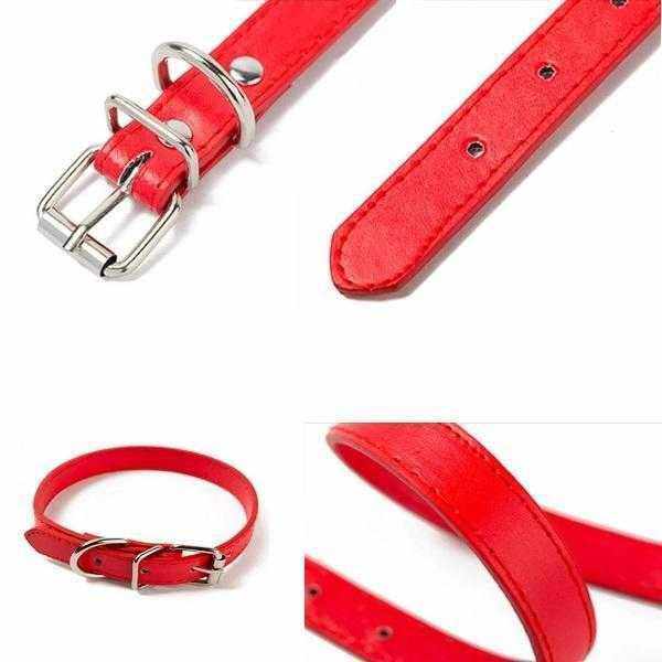 Buckle Dog Collar