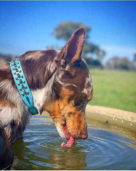 Spike Studded Dog Collar