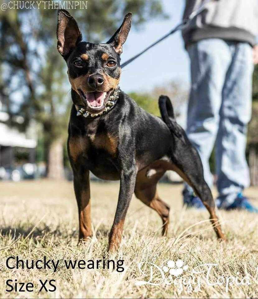 Spike Studded Dog Collar