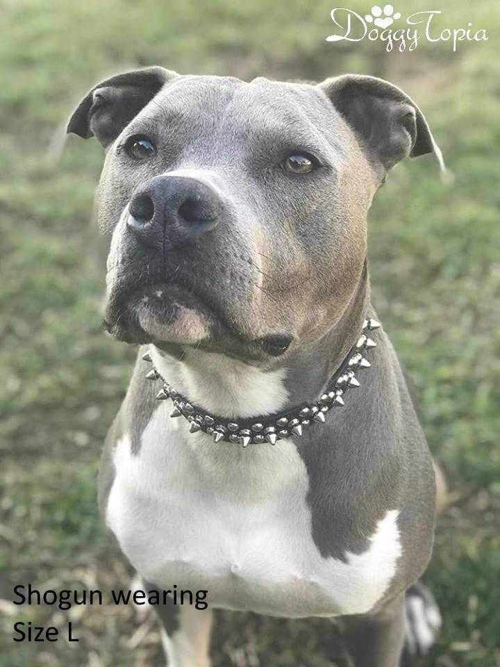 Spike Studded Dog Collar